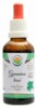 Gymnéma lesní AF tinktura 50 ml Gymnema sylvestre