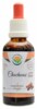 Chuchuasi AF tinktura 50ml Maytenus macrocarpa