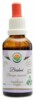 Bacopa monnieri - brahmi AF tinktura 50ml