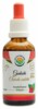 Guduchi - chebule srdčitá AF tinktura 50 ml Tinospora cordifolia
