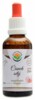 Česnek setý AF tinktura 50 ml Allium sativum